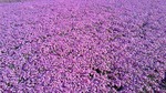 200905021546000.jpg